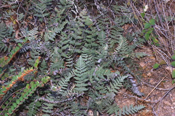 Cheilanthes lindheimeri (Hooker)